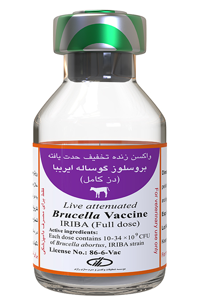 Brucella abortus Vaccine Strain IRIBA Calf